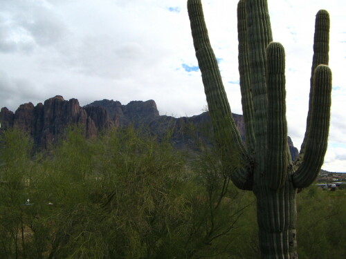 saguaro-cactus-451050eb622dfbe61b45.jpeg