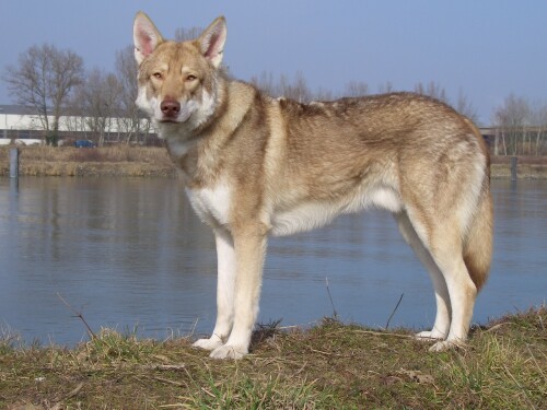 saarloo-wolfshund-3284f97f2ec5dd37ff00.jpeg
