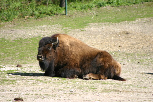 bison-31.jpeg