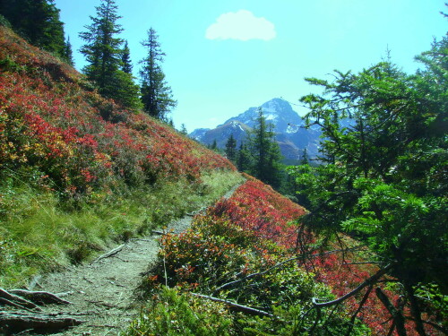 wanderweg-in-osterreich-3571dd6aef900870158d.jpeg