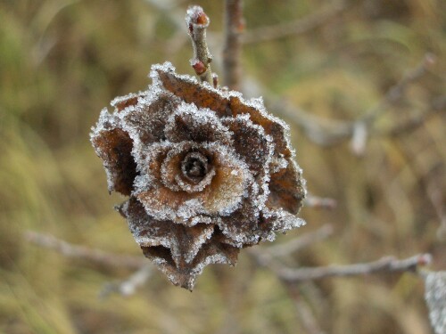 winterwunder-382859925bc335d8209f.jpeg