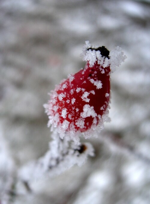 frostige-vitamine-41.jpeg