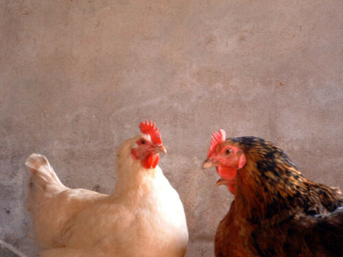 chicken-chat-687c4f0dd2f284a1ab9.jpeg