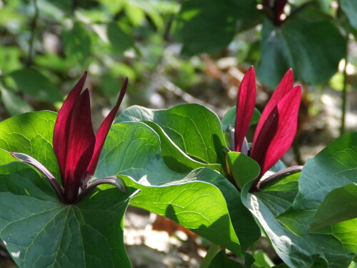 trillium-7710.jpeg