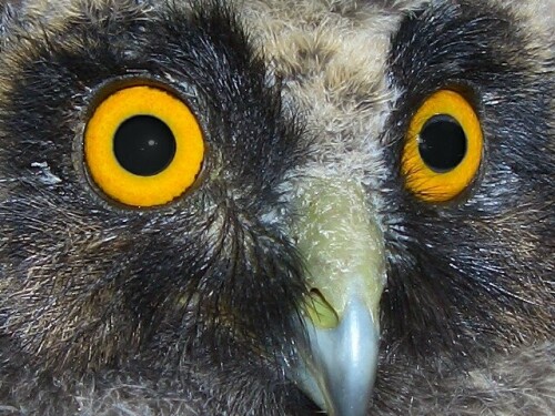 waldohreule-jungvogel-portrat-348814e2fcdbac08463d.jpeg