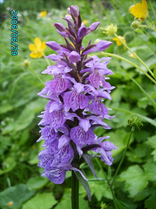wilde-orchidee-35790ad08606edd58b64.jpeg
