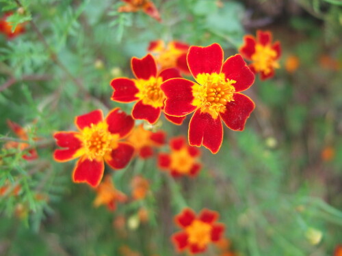 tagetes-2121.jpeg