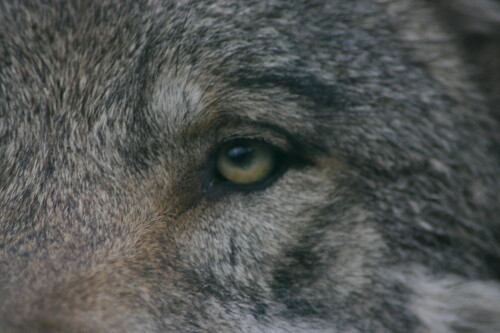 wolfsauge-16738.jpeg