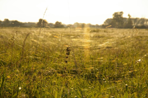 altweibersommer-13641.jpeg