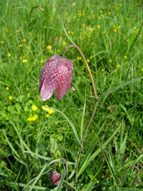 schachblume-3416.jpeg
