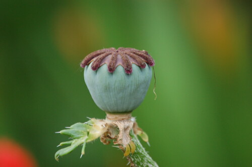 mohn-6497.jpeg
