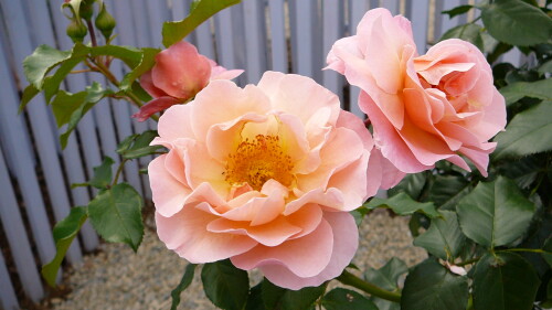 rosentraum-in-apricot-1902358183a111db7950.jpeg