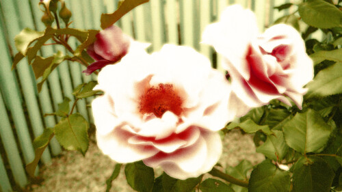 rosentraum-nostalgisch-190378b186cbcc66f14f.jpeg