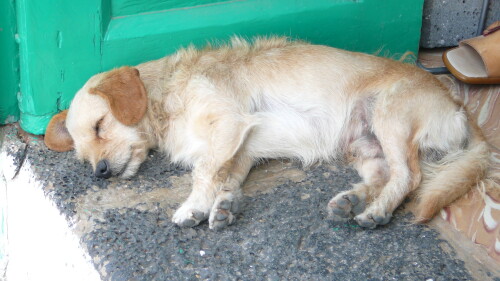 dorfhund-bei-der-siesta-19161259afbf3c4b9ac1.jpeg