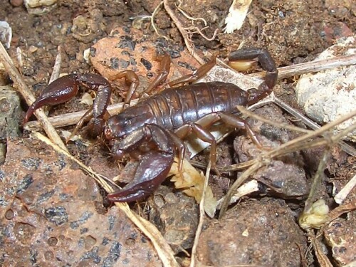 italienischer-skorpion-34861cb44b569f3cbcc3.jpeg