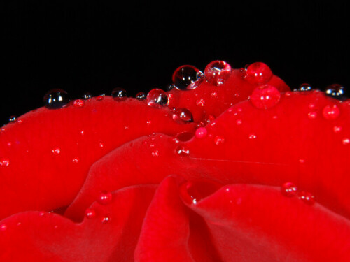 rose-mit-wassertropfen-7923.jpeg
