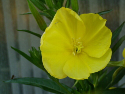 nachtkerzen-blute-41982c0be6049b24d88b.jpeg