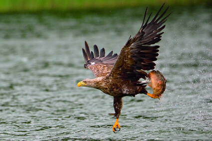 seeadler-629caa9537d91826cfc.jpeg