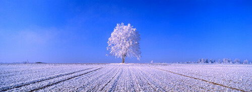 baum-mit-rauhreif-743e141b08a74420c96.jpeg