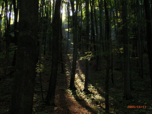 spotlight-im-wald-1023.jpeg