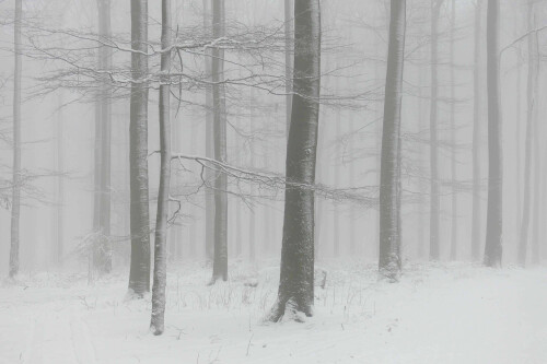 winterwald-2606feedba48abdb57a8.jpeg