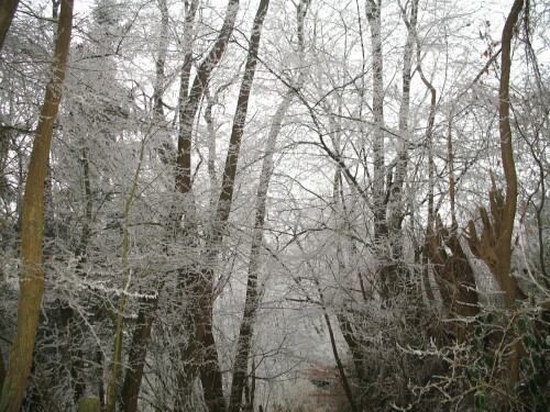 am-morgen-nach-der-frostnacht-9526.jpeg