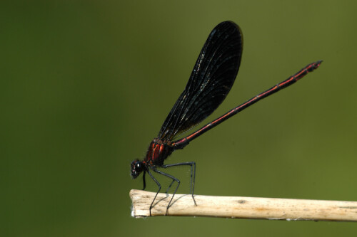 bronzene-prachtlibelle-969f7e1d9821eec9559.jpeg