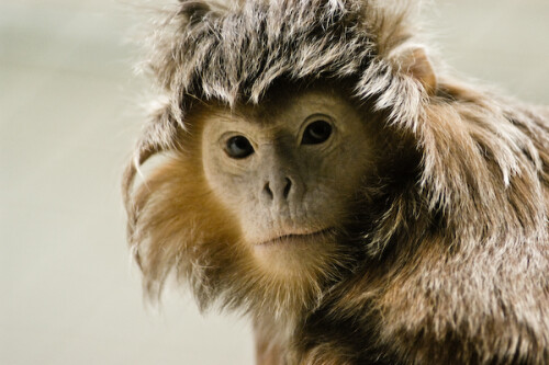 haubenlangur-95216196c3d31709a2b.jpeg