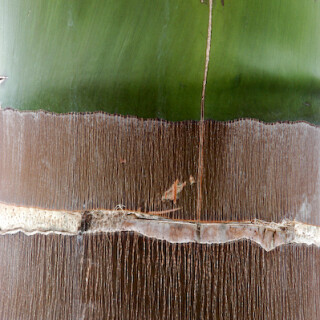 palmstamm-1-93866832c760adc769b.jpeg