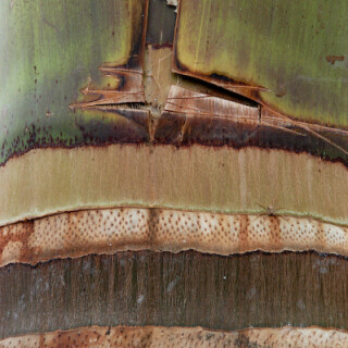 palmstamm2-9396a9d532d043b301d.jpeg