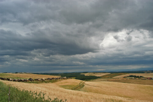 landschaft-mit-kuhen-1006264c95f3817cbc42.jpeg