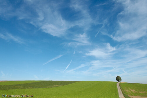 strohgaulandschaft-mit-baum-103339068e85f6cc3470.jpeg
