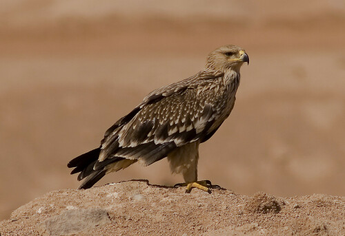 kaiseradler-aquila-heliaca-1069.jpeg