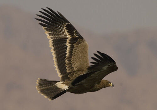 steppenadler-aquila-nipalensis-1077.jpeg