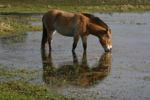 przewalski-pferd-1317.jpeg