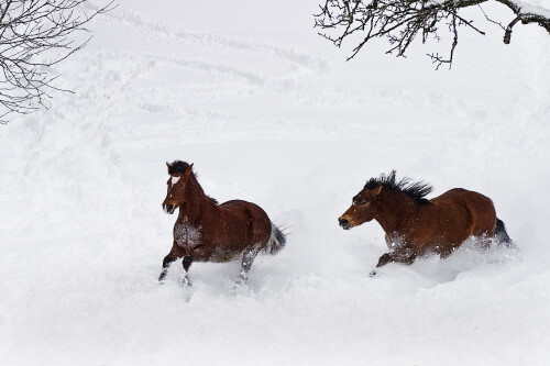 verfolgungsjagd-im-schnee-131485165f943bea00d7.jpeg