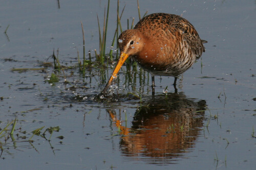 uferschnepfe-limosa-limosa-1368.jpeg