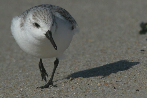 sanderling-2240.jpeg