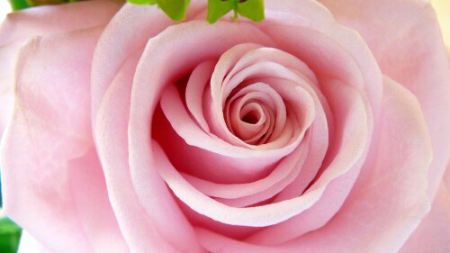 innenleben-einer-rose-191518f5e3ad30bd2ab3.jpeg