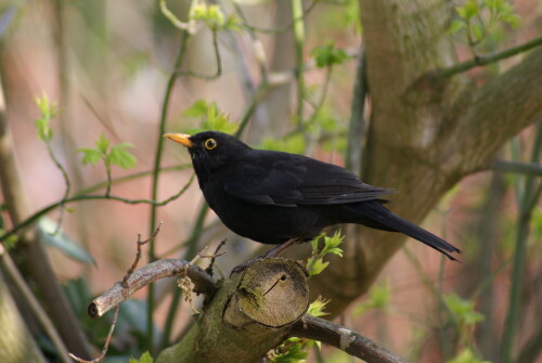 amsel-2486.jpeg
