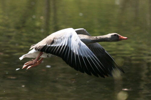 fliegende-graugans-3375.jpeg