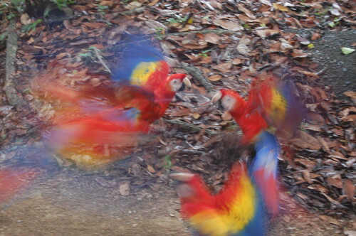 bunte-clowns-3225.jpeg