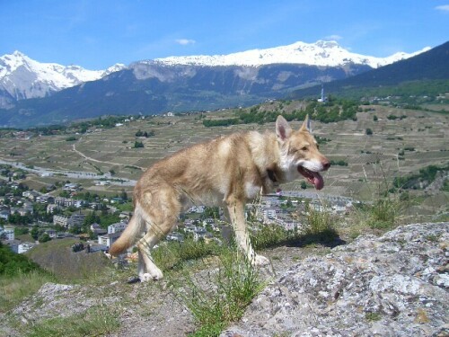 saarloo-wolfshund-3282b403024839a8f82c.jpeg
