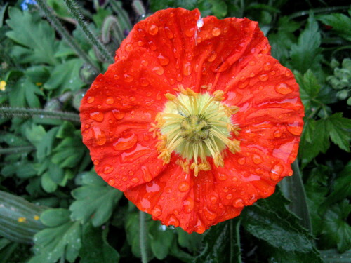 mohn-1-3415.jpeg