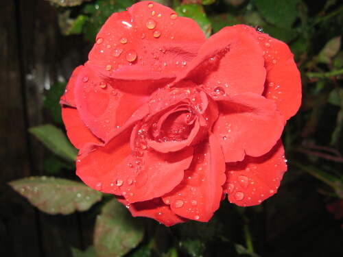 rose-3420.jpeg