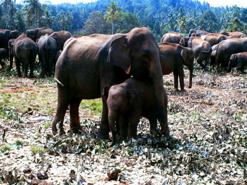 srilanka-1553e197a84a0b31260c.jpeg