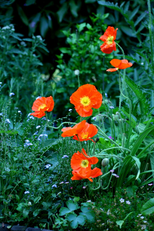 mohn-3417.jpeg