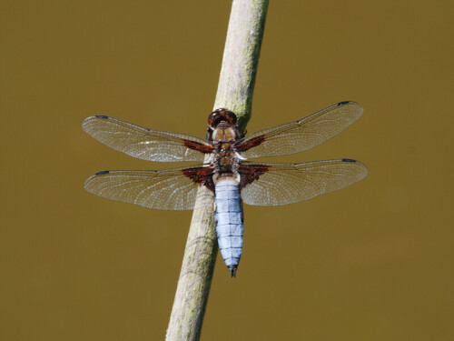 plattbauch-libellula-depressa-7926.jpeg
