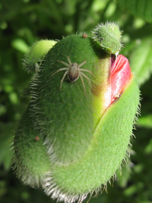 spinne-auf-mohn-1688.jpeg