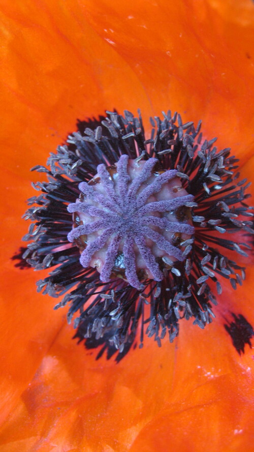 mohn-lasst-tief-blicken-2795.jpeg